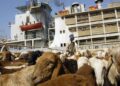 السعودية تعيد باخرة مواشي سودانية