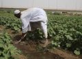 منظمة أممية تبحث تمويل صغار المزارعين في السودان