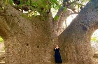 عمرها 1500 سنة .. أغرب شجرة فى بلد عربى