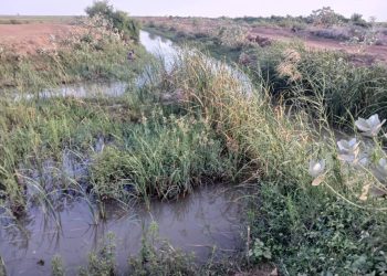 مزارعون بالجزيرة يطالبون “الري” وإدارة المشروع بتدخل عاجل