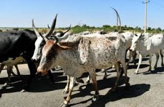 تقرير صاد-م لمؤتمر الجزيرة بشأن تجريف القطاع الحيواني