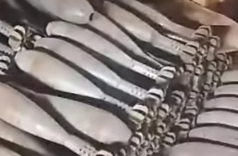 ضبط أسلحة وذخائر بالشقيلاب..