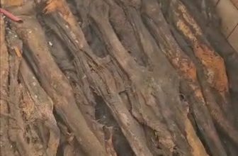 “فظائع المليـ شيا”.. العثور على جثامين مكدسة في صندوق بالصالحة..