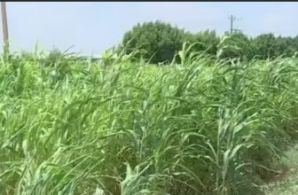 نداء عاجل إلى والي الخرطوم بشأن الزراعة في الريف الشمالي لأم درمان..