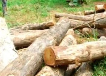 حقيقة قطع غابات القضارف وتهريبها إلى مصر ..