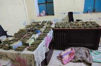 ضبط امرأة و745 رأس حشيش بمايرنو