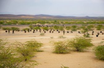 السعودية تستعد لاتخاذ خطوة تّجاه ميليش0يا الدع0م الس0ريع