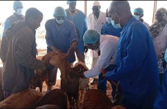 السودان يدشّن انطلاقة أوّل صادر للماشية