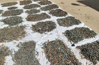 إحباط تهريب 26 ألف “طلقة كلاشنكوف”