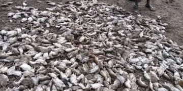 السودان..قلق بسبب نفوق أعداد كبيرة من الفئران على ضفاف نهر عطبرة