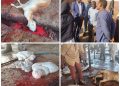 الخرطوم.. مسؤول بالثروة الحيوانية يطلق تحذيرًا بشأن الذبيح