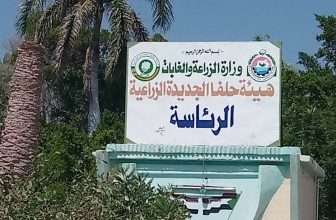 حصاد محصول الذرة بمشروع حلفا ومسوؤل يكشف تفاصيل