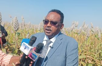 السودان.. تحديد سعر جوال تقاوي القمح