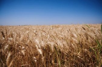 محافظ مشروع الجزيرة يعلن موعد حصاد محصول القمح