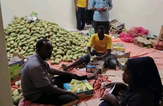 السودان.. الإعلان عن تصدير أوّل شحنة مانجو إلى الأردن
