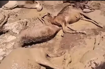 فريق للتحقيق في نفوق ماشية بولاية سودانية