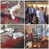 الخرطوم.. مسؤول بالثروة الحيوانية يطلق تحذيرًا بشأن الذبيح