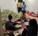 السودان.. الإعلان عن تصدير أوّل شحنة مانجو إلى الأردن