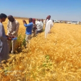 توقعات بإنتاجية عالية للقمح في مشروع الجزيرة..