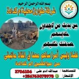 نداء عاجل لإغاثة النازحين في أم كدادة..