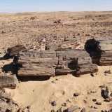 الغابة المتحجرة .. غابة سودانية أثرية تركوها للنهب والموت