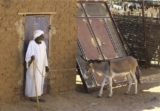 السودانيون يستخدمون الحمير كوسيلة إسعاف  بسبب تمدد الحرب..