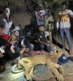 اجلاء أسود للعلاج إلى خارج السودان