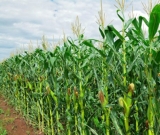 السودان يؤكد على تطوير الشراكات الوطنية والإقليمة في مجال الزراعة