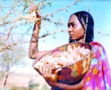 (بالأرقام)  .. كيف أثرت الحرب على صادرات إنتاج الصمغ العربي في السودان